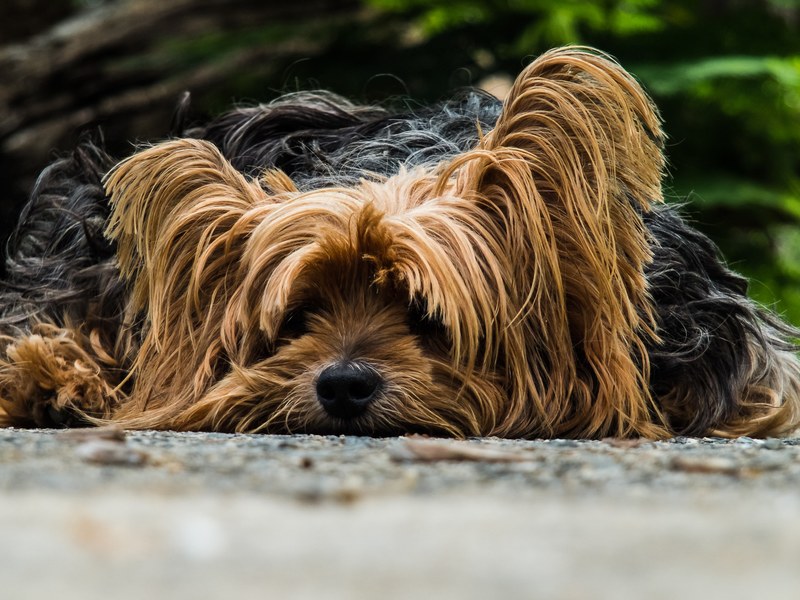 dog yorkshire terrier lazy dog 4k