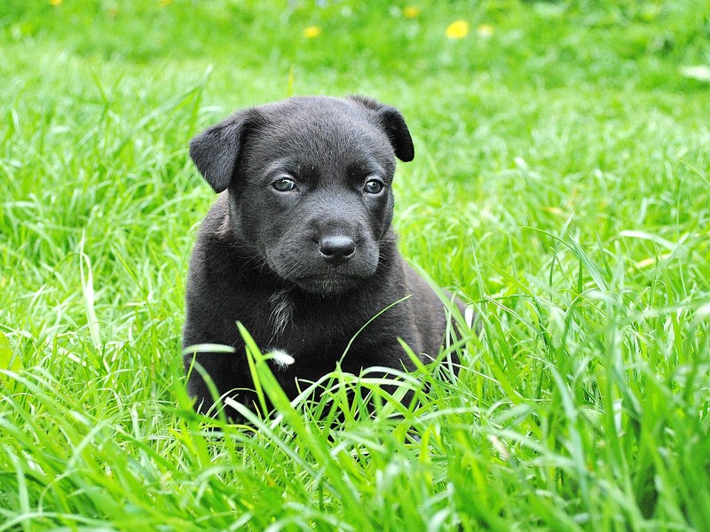dog puppy animal portrait small dog 4k