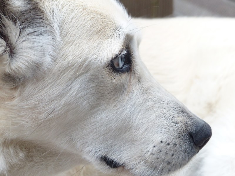 dog white face eyes portrait profile fur 4k