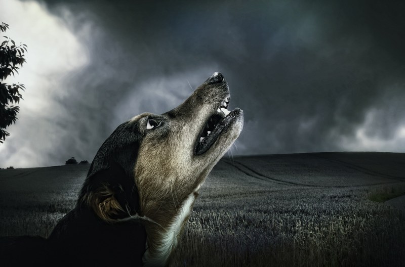dog dark howl moonlight animal fur pet 4k