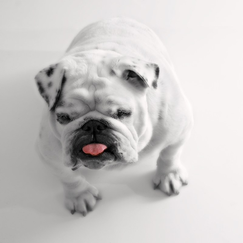 dog bulldog white tongue funny little dog pet 4k