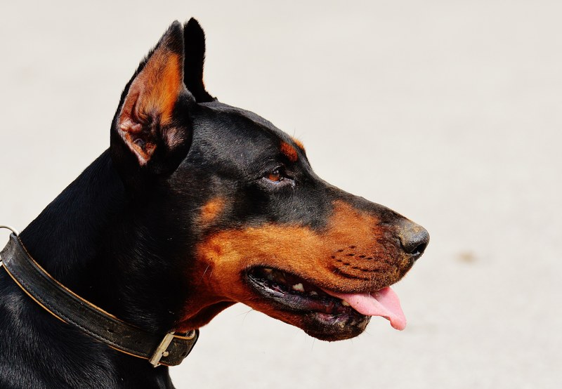 doberman dog animal world animal hundeportrait pet 4k