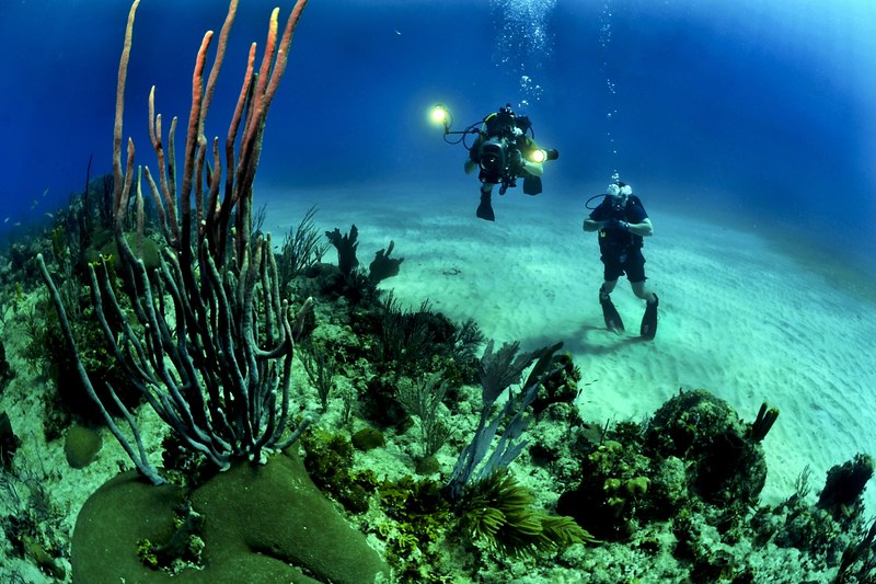 divers scuba reef underwater sea ocean diving 4k