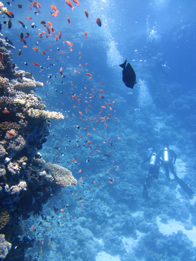 divers underwater ocean swim fish coral 4k