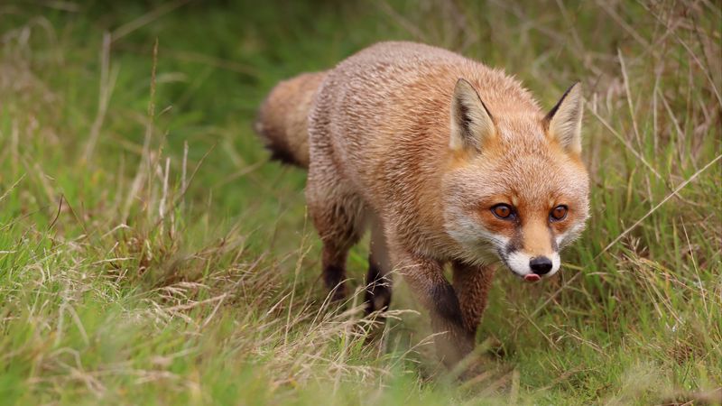 fox, protruding tongue, redhead, predator, 4k