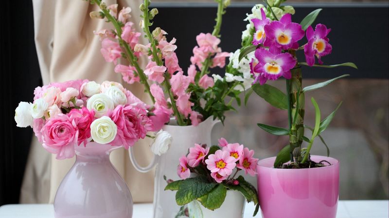 primrose, ranunkulyus, orchid, gillyflower, flowers, beauty, 4k