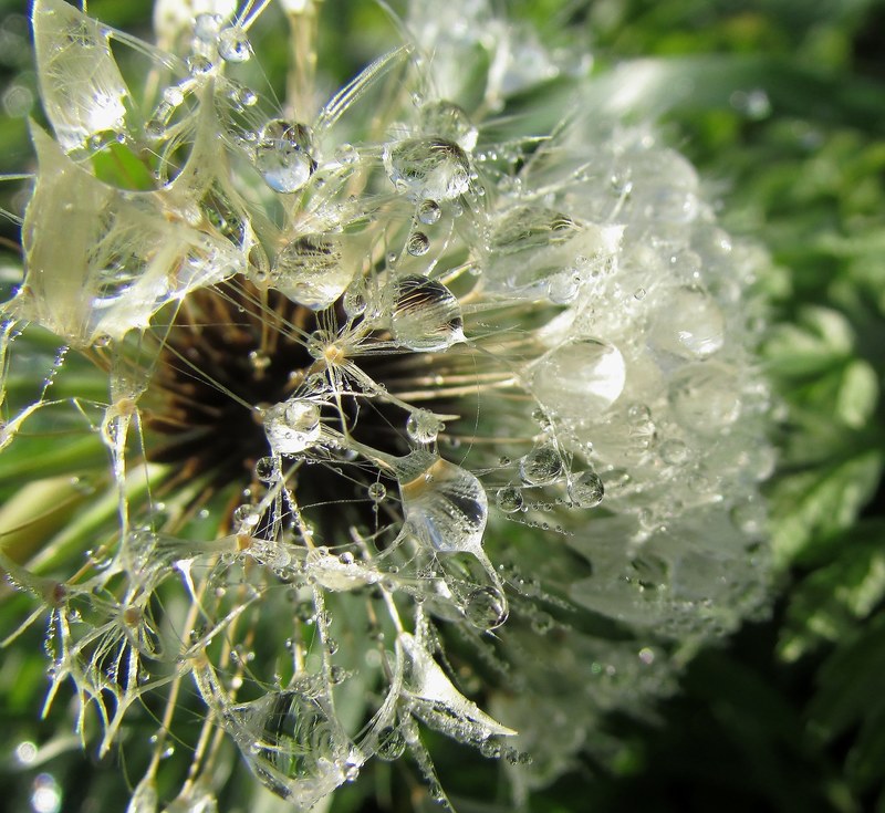 dew drops on flower dewdrop wassertrofpen dew water 4k