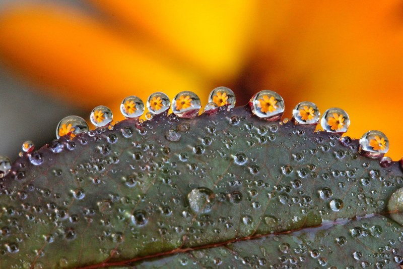 dew drop flower macro yellow flower plant yellow 4k