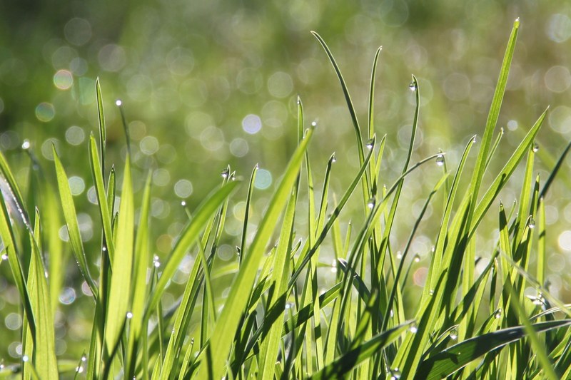 dew morning meadow bokeh morgentau drip dewdrop 4k