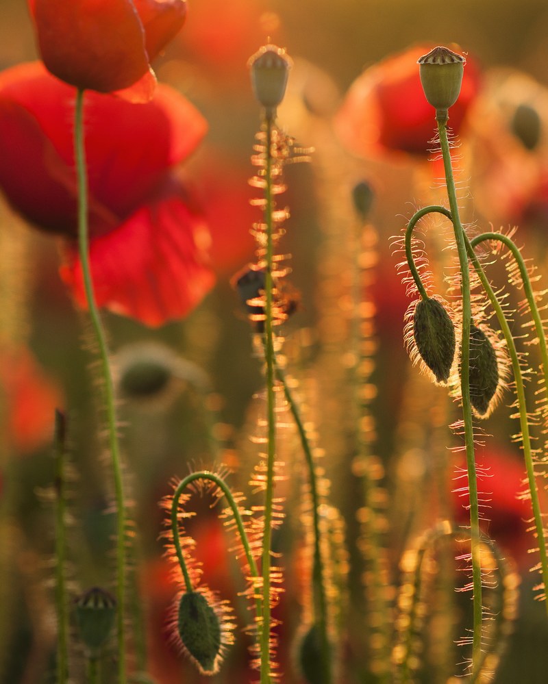 detail evening light sunset light nature colors 4k