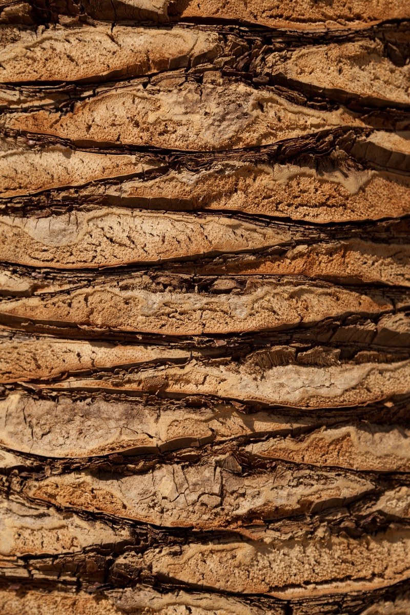detail tree wood background texture plant trunk 4k