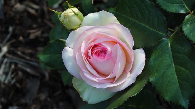 rose, flower, garden, bud, 4k