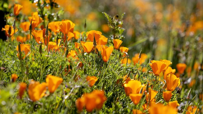 eshsholtsiya, flowers, slope, grass, sun, blurring, 4k