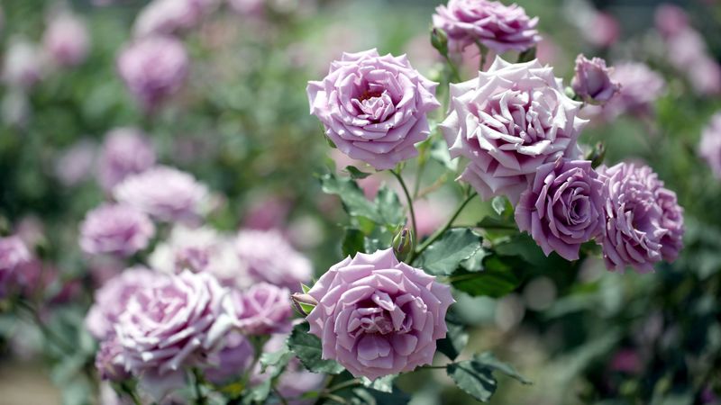 roses, flowers, garden, blurring, 4k