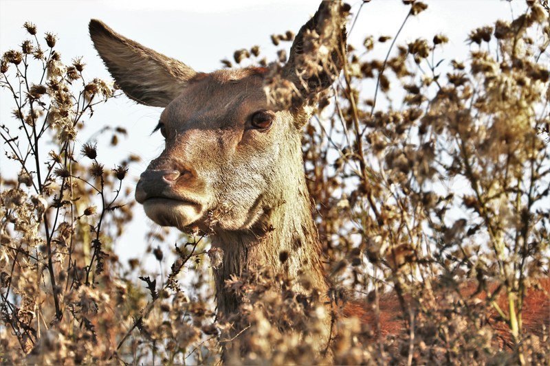 deer doe animal nature wildlife mammal wild 4k