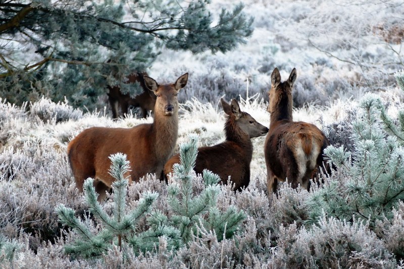 deer animals nature wild wildlife forest mammal 4k