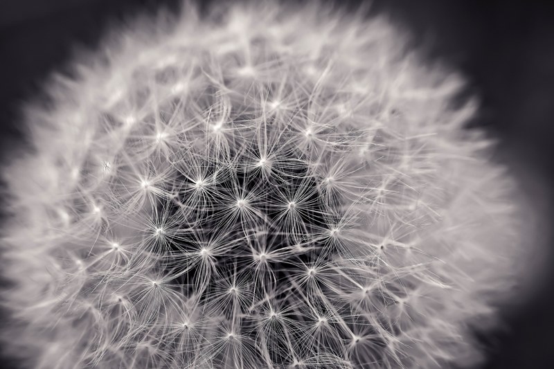 dandelion close pointed flower nature macro flower 4k