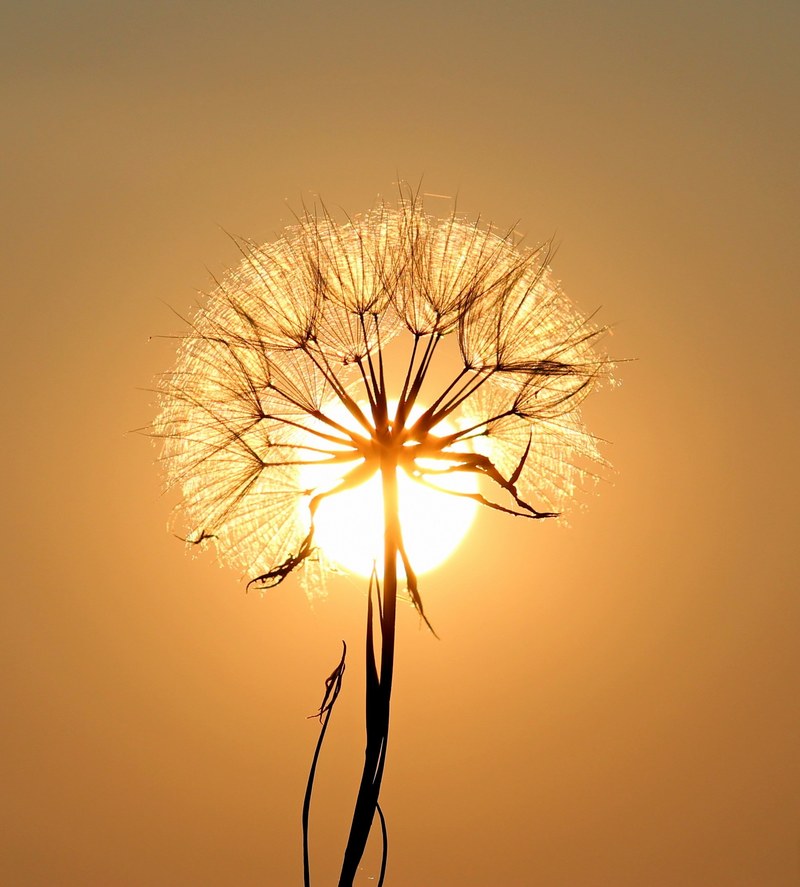 dandelion sun dew water plants 4k