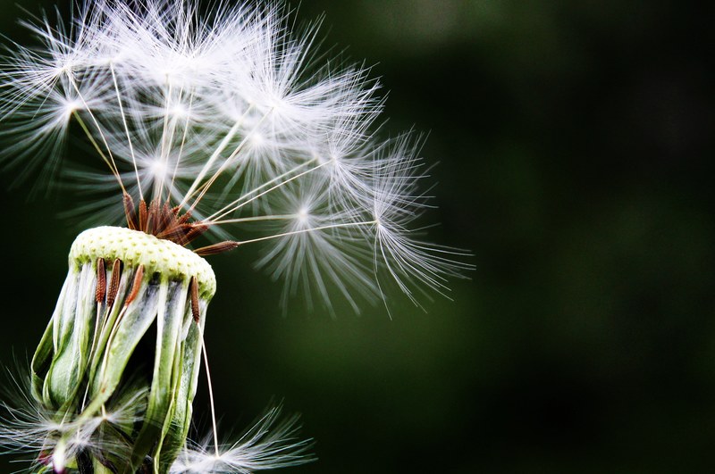 dandelion seeds pointed flower meadow nature close 4k