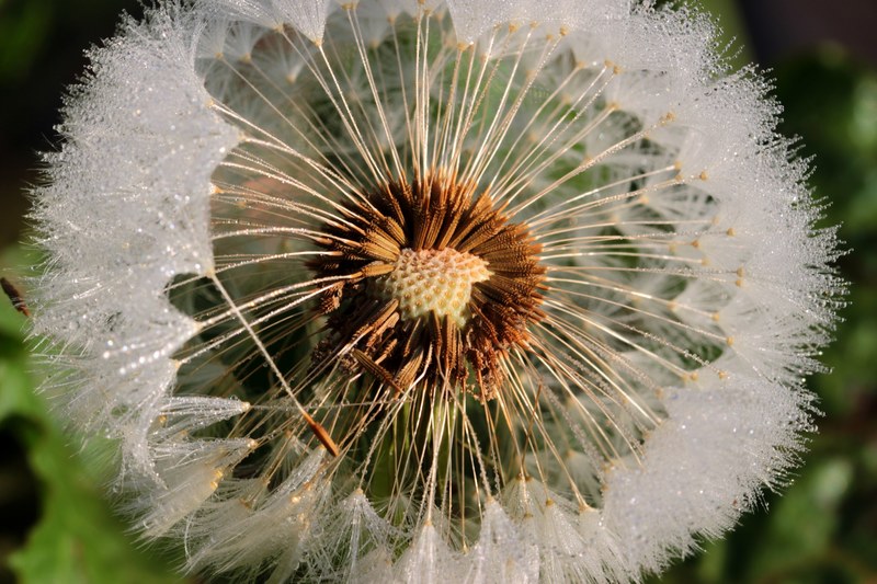 dandelion flying seeds seeds flower pointed flower 4k