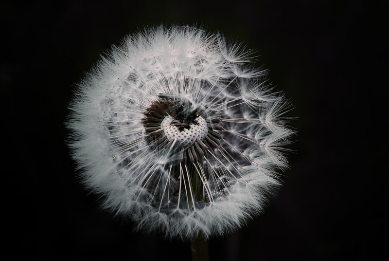 dandelion flower plant pointed flower nature close 4k
