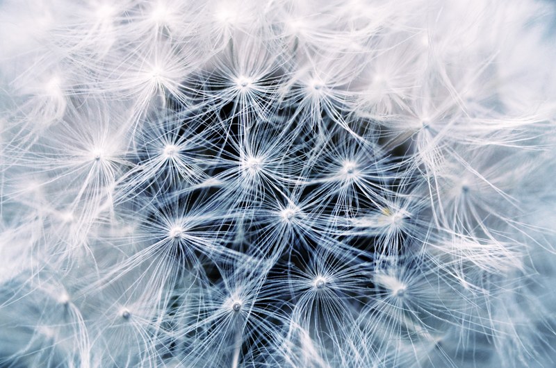 dandelion seeds pointed flower plant flower nature 4k
