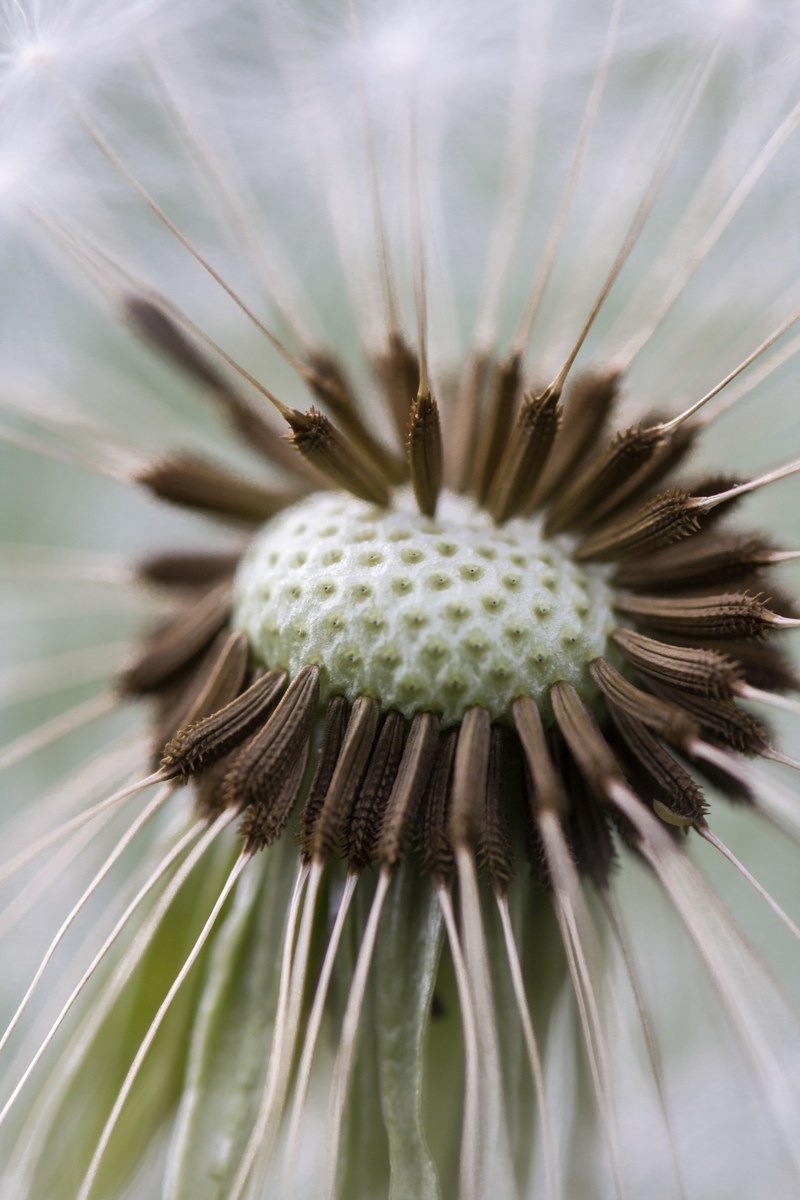 dandelion macro nature close blossom bloom plant 4k