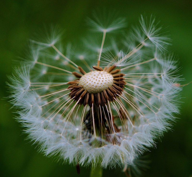 dandelion plant nature flower close pointed flower 4k