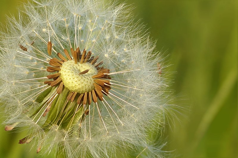 dandelion meadow flower seeds flying seeds 4k
