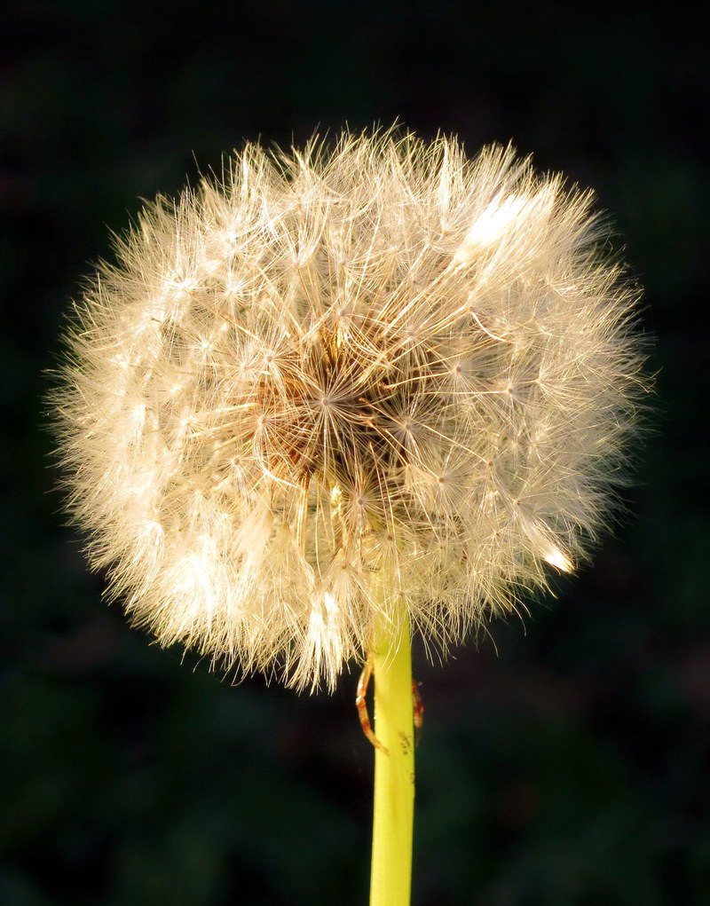 dandelion flower nature plant 4k