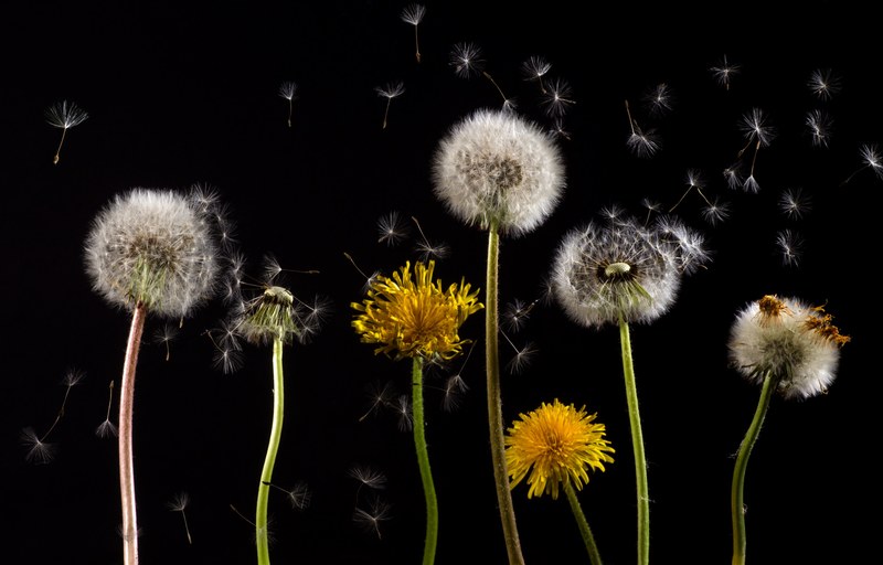 dandelion macro common dandelion taraxacum 4k