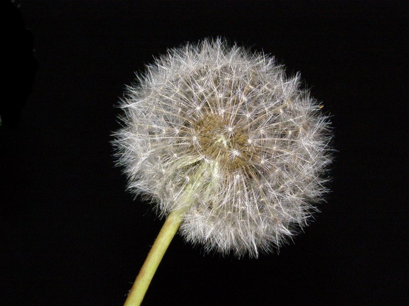 dandelion blowball flower nature blow flower plant 4k