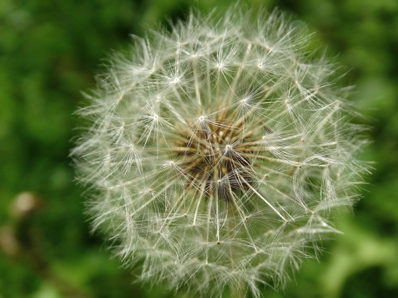 dandelion flowers blossom bloom nature flora 4k