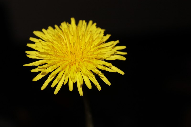 dandelion buttercup nature summer yellow petals 4k