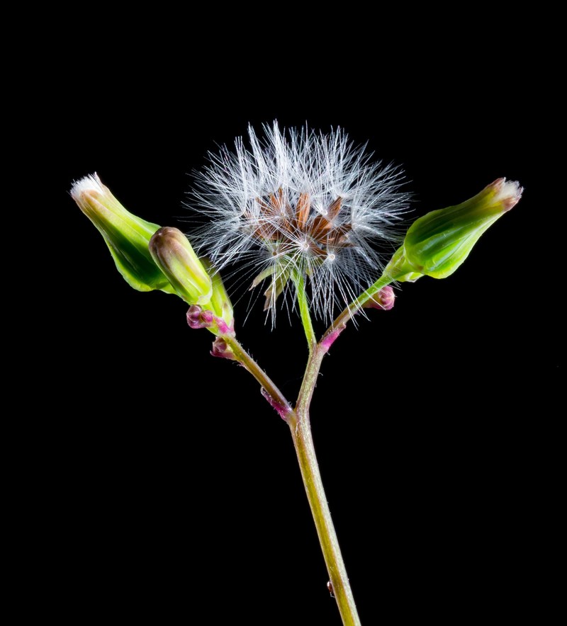 dandelion small flower wild flower blossom bloom 4k