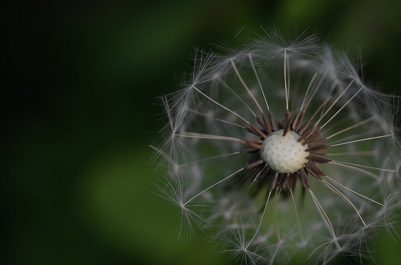 dandelion colours colour green blue yellow orange 4k