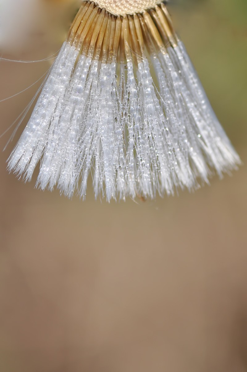dandelion semen macro mature fruit owocostan 4k