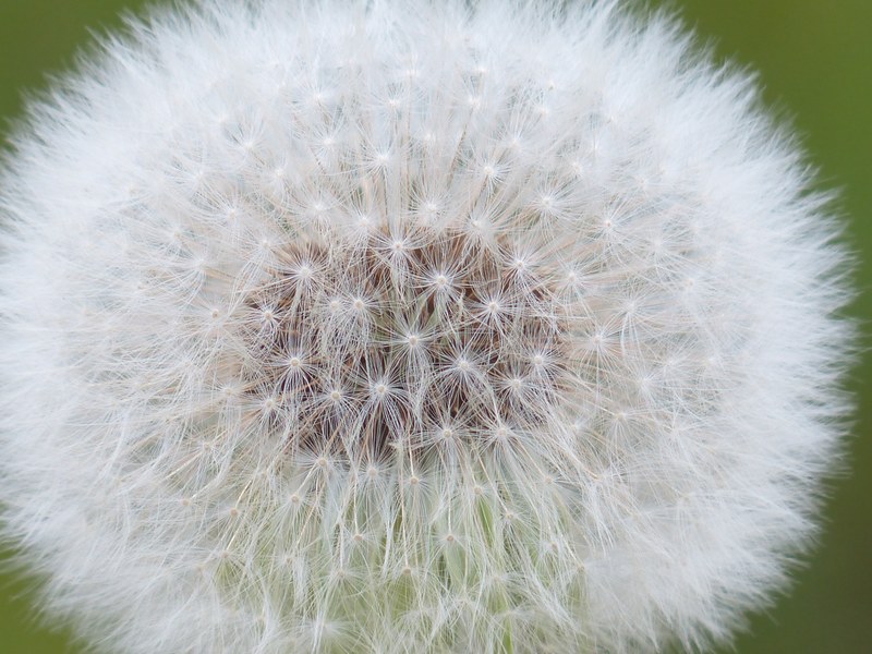 dandelion seeds common dandelion 4k