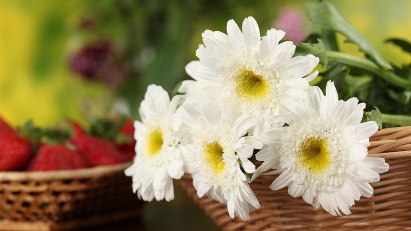 chrysanthemums, flowers, white, basket, close-up, 4k