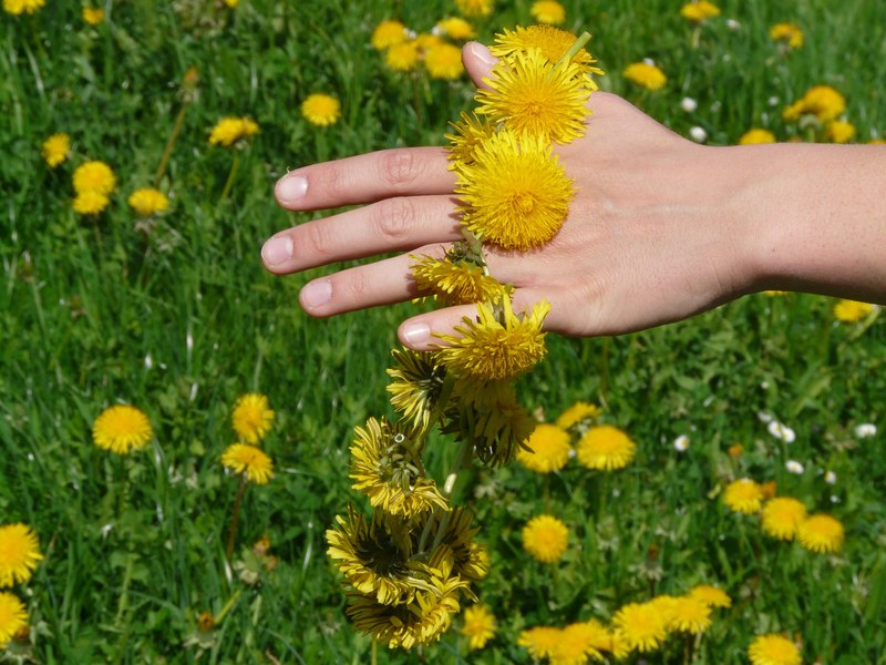 dandelion dandelion crown wreath hand flower 4k