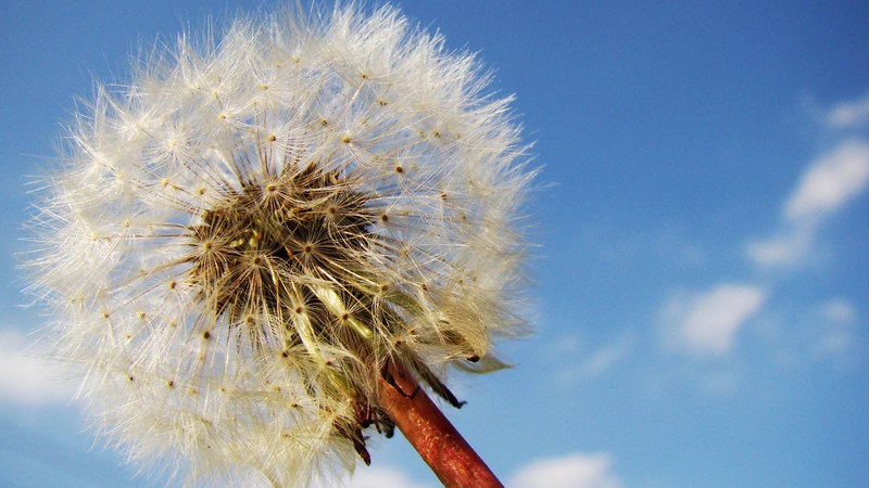dandelion dandelion seeds taraxacum fluffy weed 4k