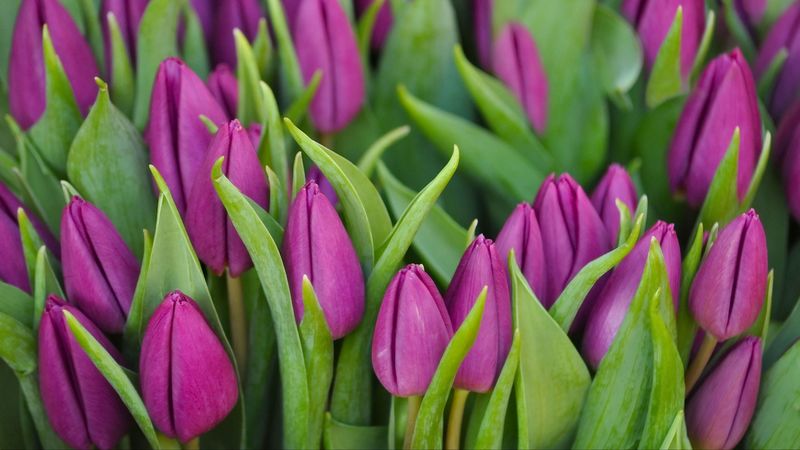 tulips, flowers, buds, purple, flower, green, 4k