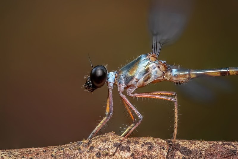 damselfly insect odonata macro close up dragonfly 4k