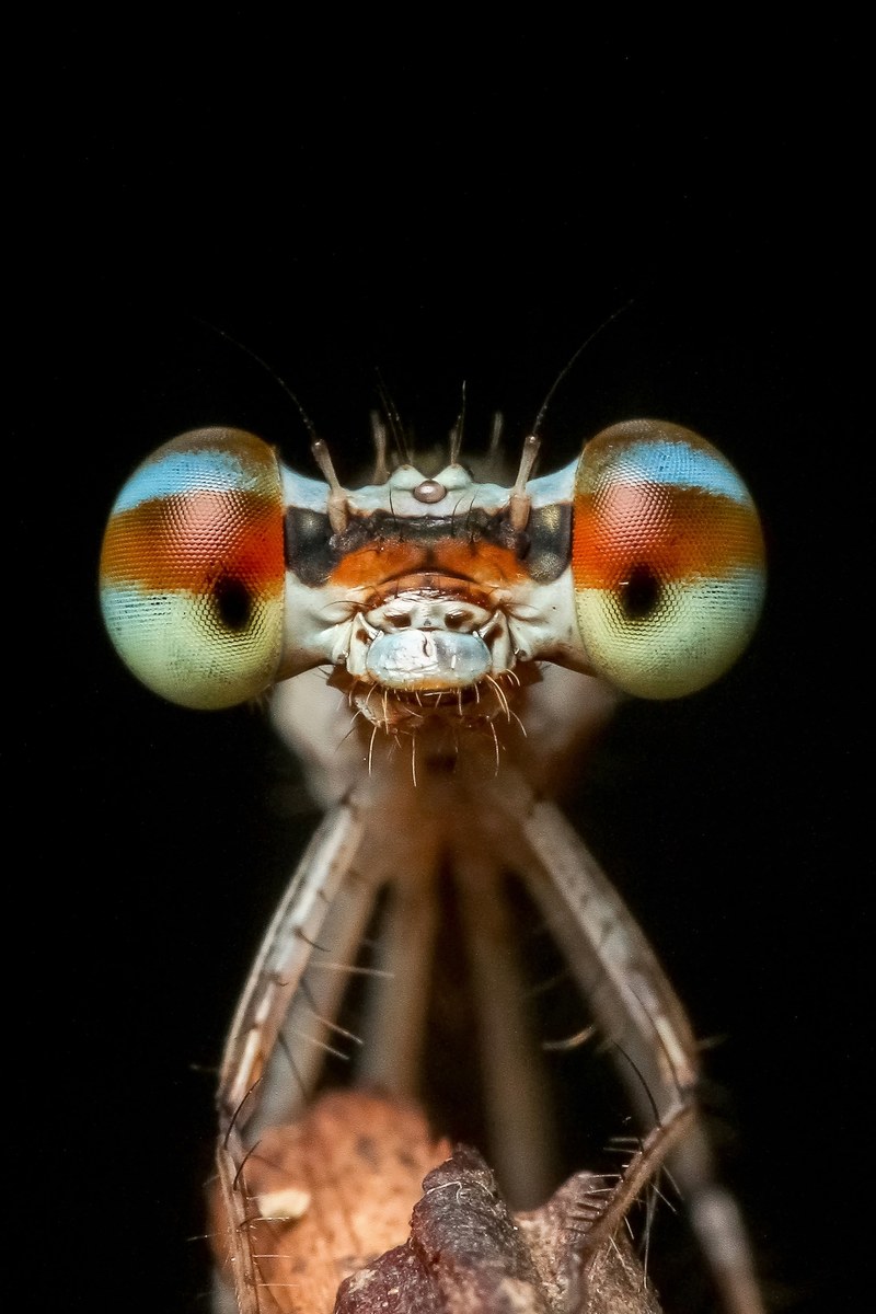 damselfly odonata insect macro nature wildlife 4k