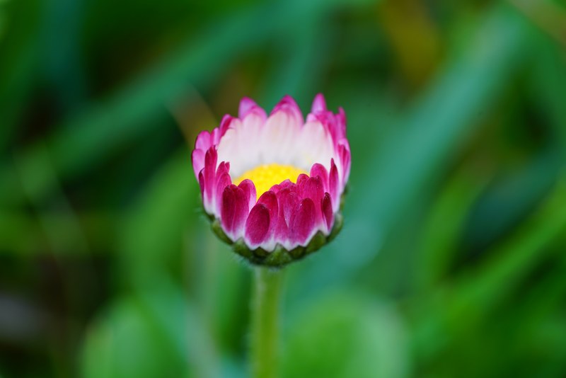 daisy flower blossom bloom bellis philosophy red 4k
