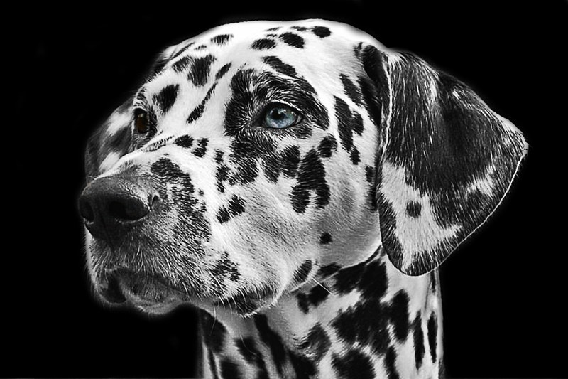 dalmatians dog animal head animal portrait 4k