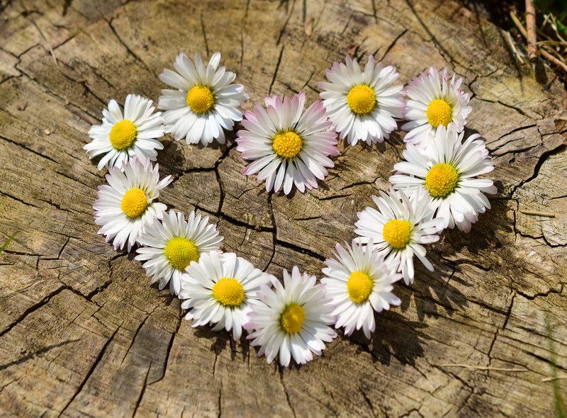 daisy heart flowers flower heart spring 4k