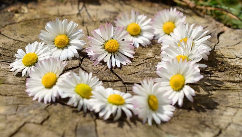 daisy heart flowers flower heart spring 4k
