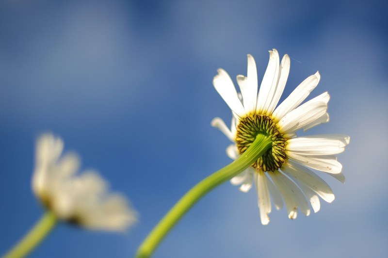 daisy blue flower bloom colorful fresh blossom 4k