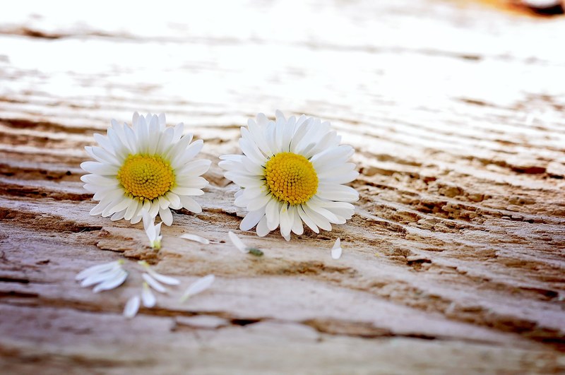 daisy flowers wildflowers wood pair close 4k